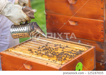 Beekeeper smoking bees in wooden beehive using smoker for honey production 125287035
