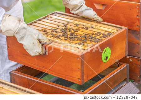 Beekeeper lifting honeycomb frame from beehive in apiary 125287042
