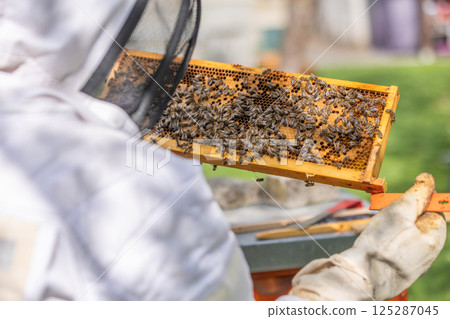 Beekeeper holding honeycomb frame covered with bees in apiary Beekeeper holding honeycomb frame covered with bees in apiary 125287045
