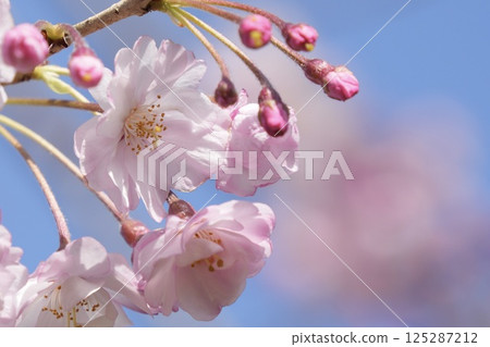 盛開的柔軟重瓣櫻花在春天的陽光和藍天下閃閃發光 125287212