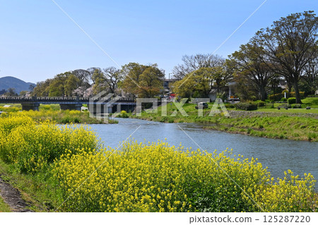 A tranquil scene of Kitaoji Bridge on the Kamo River in Kyoto City in spring A tranquil scene of Kitaoji Bridge on the Kamo River in Kyoto City in spring 125287220