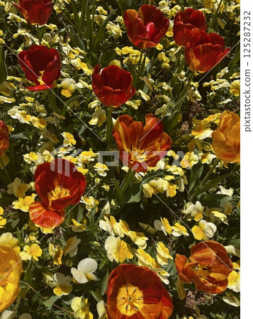 Tulips and pansies Tulips and pansies 125287232