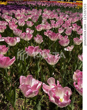 Pink tulip Pink tulip 125287233