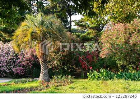 Tropical botanical garden with palm trees and blooming pink lilac red oleander flowers Spring landscaping and greenery Tropical botanical garden with palm trees and blooming pink lilac red oleander flowers Spring landscaping and greenery 125287240