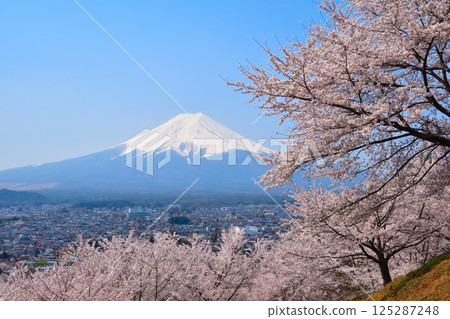 春季櫻花 富士吉田市 富士山 春季櫻花 富士吉田市 富士山 125287248