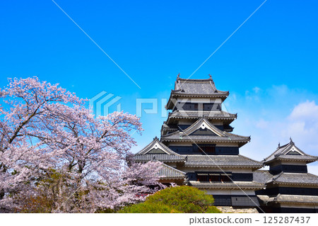 春季櫻花松本城 125287437