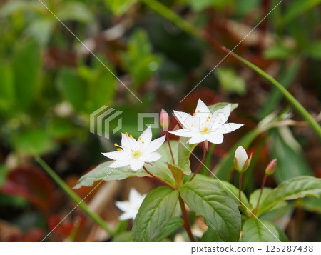 滋賀高原岩洲山的妻三莊 125287438