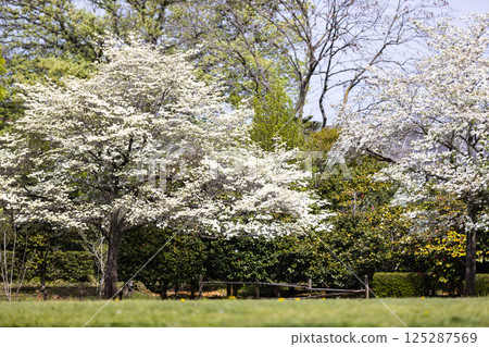 埼玉縣狹山市知古山公園的山茱萸 埼玉縣狹山市知古山公園的山茱萸 125287569