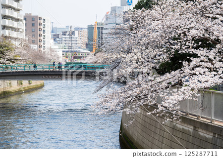 【Gate City 大崎】目黑川沿岸的櫻花大道 125287711