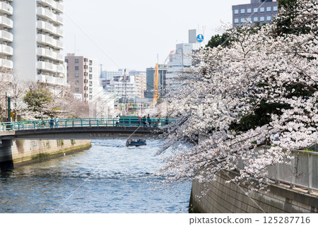 【Gate City 大崎】目黑川沿岸的櫻花大道 125287716