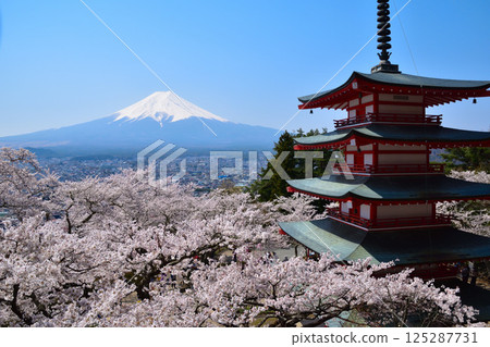 Spring Cherry Blossoms Arakurayama Sengen Park 125287731