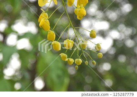 golden shower tropical flower blooming making colorful summer in garden golden shower tropical flower blooming making colorful summer in garden 125287779
