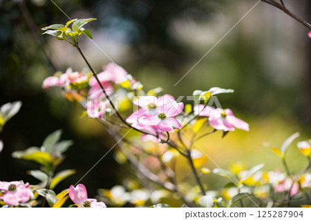 Dogwoods at Chikozan Park in Sayama City, Saitama Prefecture 125287904