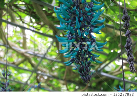 金銀花 金銀花 125287988