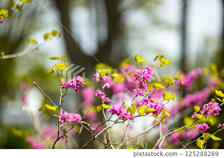 Redbuds at Chikozan Park, Sayama City, Saitama Prefecture 125288269