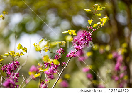 埼玉縣狹山市知高山公園的紫荊花 125288270