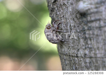 Small shell of a niisemi 125288308