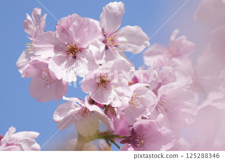 閃耀在藍天的櫻花 125288346