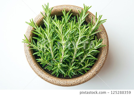 Potted rosemary plant with needle-like leaves on a white background. Herb in pot. Potted rosemary plant with needle-like leaves on a white background. Herb in pot. 125288359