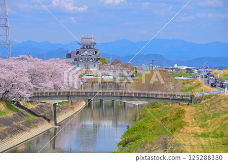 <Gifu Prefecture> Suminomata Ichiya Castle and cherry blossoms in full bloom in spring 125288380