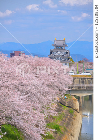 <Gifu Prefecture> Suminomata Ichiya Castle and cherry blossoms in full bloom in spring 125288384