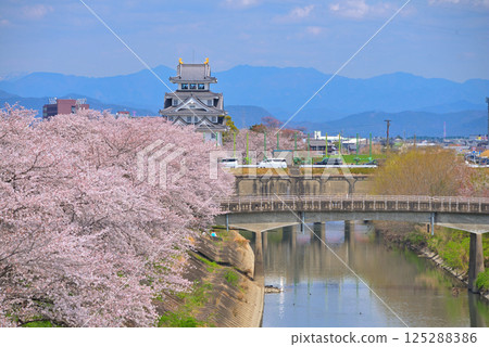 <Gifu Prefecture> Suminomata Ichiya Castle and cherry blossoms in full bloom in spring <Gifu Prefecture> Suminomata Ichiya Castle and cherry blossoms in full bloom in spring 125288386