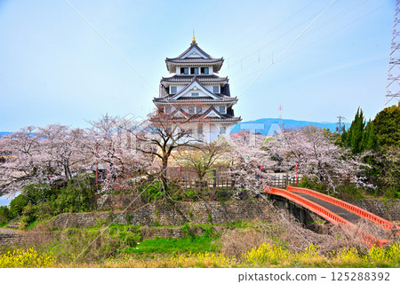 <Gifu Prefecture> Suminomata Ichiya Castle and cherry blossoms in full bloom in spring <Gifu Prefecture> Suminomata Ichiya Castle and cherry blossoms in full bloom in spring 125288392