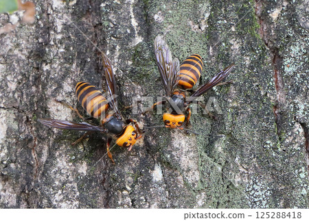 Hornet Hornet 125288418