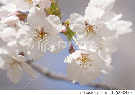 Somei-Yoshino cherry blossoms in full bloom bathed in the spring sunshine 125288450