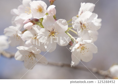 Somei-Yoshino cherry blossoms in full bloom bathed in the spring sunshine 125288452