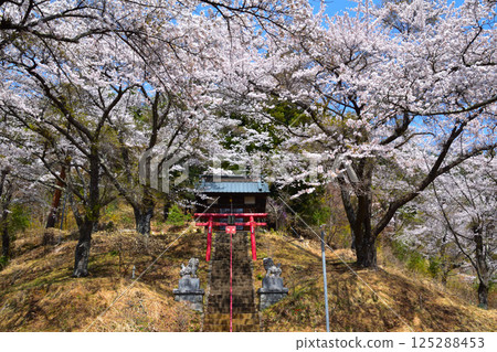 Spring Cherry Blossoms Kunifuku Shrine 125288453
