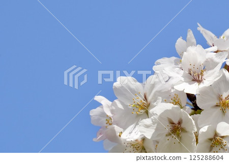 Sakura that shines in the blue sky 125288604