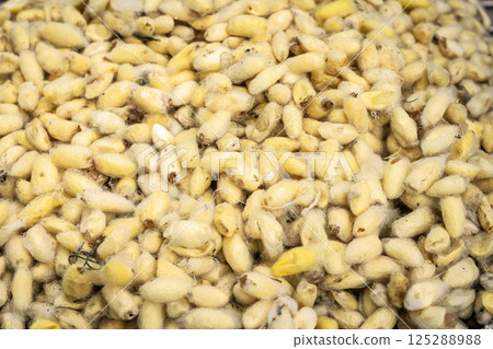 freshly harvested raw silkworm cocoons in traditonal silk farm in cambodia freshly harvested raw silkworm cocoons in traditonal silk farm in cambodia 125288988