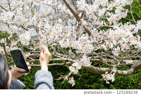 Wedding photos and cherry blossoms Wedding photos and cherry blossoms 125289238