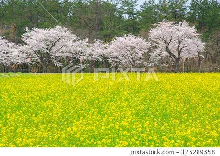 Cherry blossoms and rape blossoms on Herb Street in Yurihonjo, Akita Prefecture 125289358
