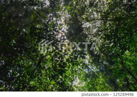 Sky looked up from the forest Sky looked up from the forest 125289496