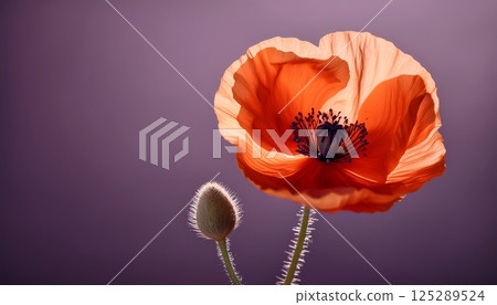 Single poppy and lavender tones 125289524