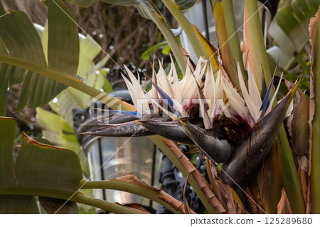 Blossom of Strelitzia outdoors, Gran Canaria, Spain 125289680