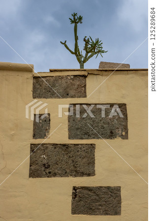 Wall with stones and a succulent, Gran Canaria, Spain 125289684
