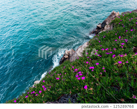 Coastal view with pink flowers and rocky shoreline against turquoise ocean Coastal view with pink flowers and rocky shoreline against turquoise ocean 125289768