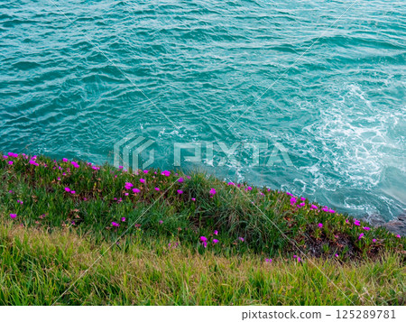 Vibrant pink flowers on coastal cliffside against blue ocean waves Vibrant pink flowers on coastal cliffside against blue ocean waves 125289781