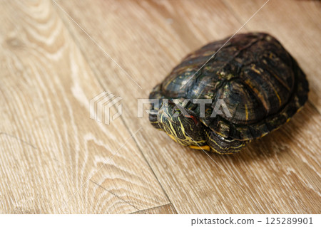 Tortoise resting on wooden floor during daytime in a cozy living environment 125289901
