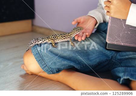 Leopard gecko interacts with child at home on a warm afternoon in casual setting Leopard gecko interacts with child at home on a warm afternoon in casual setting 125289906