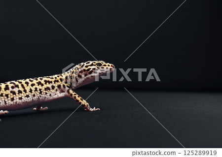 Leopard gecko exploring a dark surface in a serene indoor environment 125289919
