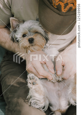 A small dog is held in a person's arms showcasing its paws and gentle interaction between pet and owner, promoting comfort A man and yorkshire terrier 125289956