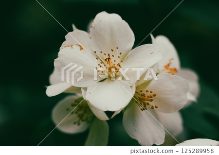 White jasmine flowers on a flowering shrub in spring garden. Small fragrant flower buds. Floral springtime aesthetic wallpaper for digital print. White jasmine flowers on a flowering shrub in spring garden. Small fragrant flower buds. Floral springtime aesthetic wallpaper for digital print. 125289958