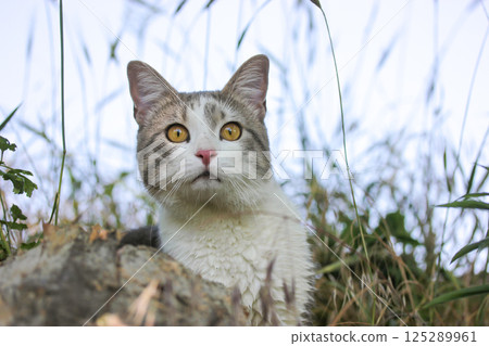 Bicolor white gray surprised male cat with yellow eyes hiding in grass watching into distance. Feline hunting outdoor. Feline portrait. Serious muzzle 125289961