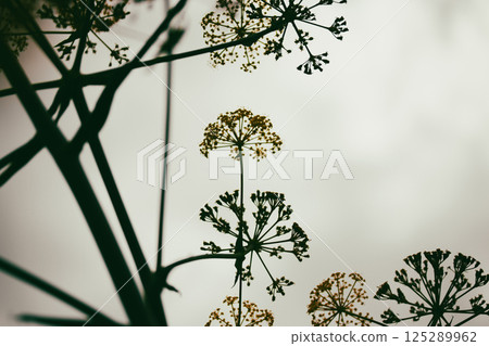 Ferula stinking or Kavrak (Ferula assa-foetida) perennial plant, genus Ferula of the family Apiaceae. Bright yellow flowers blooms on light background 125289962