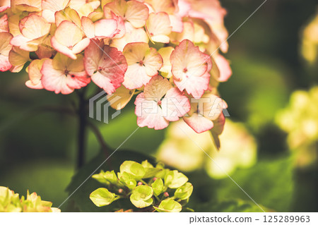 Pink hortensia panicled flower blooms with green leaves is flowering in spring, summer garden. Floral beauty in springtime. Vintage flowers wallpaper. 125289963