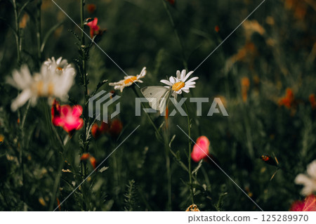White butterfly on a white chamomile flower on blossoming meadow in summer. 125289970